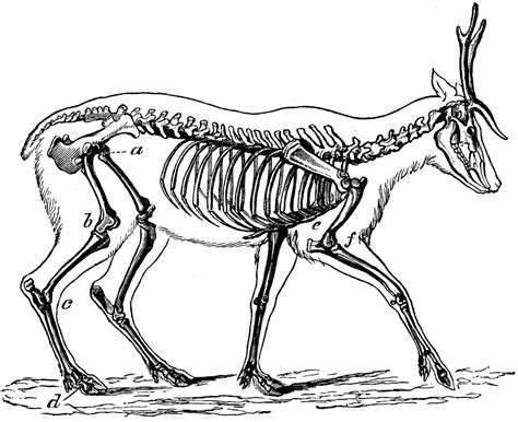 Skeleton Of The Deer Clipart Etc