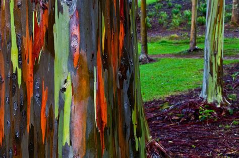 Rainbow Eucalyptus Trees Are Truly The Most Amazing Beautiful Trees On