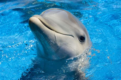 اجمل صور بيبى دلفين خلفيات روعة دولفين صغير 2023 Baby Dolphin
