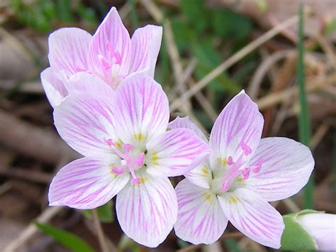 Ohio Flora Spring Beauty Claytonia Virginica