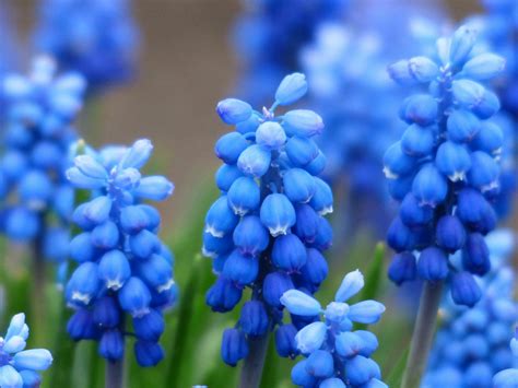 Blue Petaled Flower · Free Stock Photo