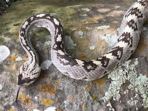 Expert Rare Black Tail Rattlesnake Found In Central Texas The Second