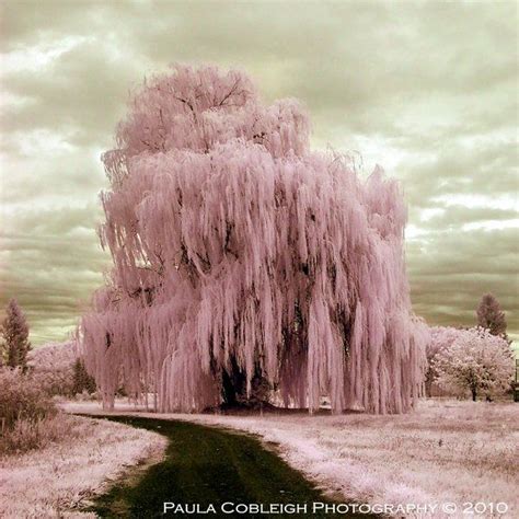 Pink Weeping Willow Treeno Words Beautiful World Beautiful Places
