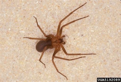 Spiders Black Widow And Brown Recluse Walter Reeves