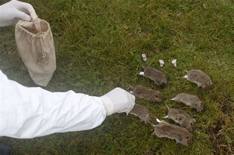 Bubonic Plague Confirmed In China After Hunter Eats Rabbit In Inner