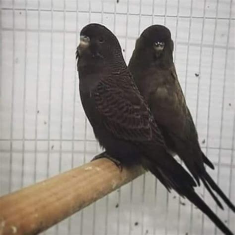 After thinking the blackface budgie mutation went extinct, i finally found out it actually exists, and being bred by 2 incredible people, johan kortenray and bernd keuthen. Foto do Dia 😍 #UniversoDasAves em 2020 | Foto por dia ...