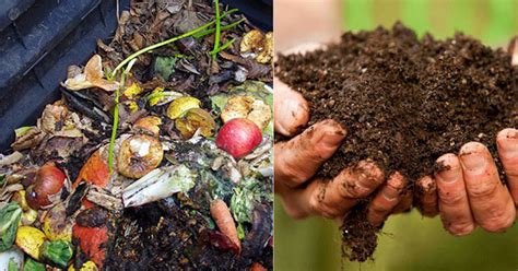 Importance Of Composting Benefits And Uses India Gardening