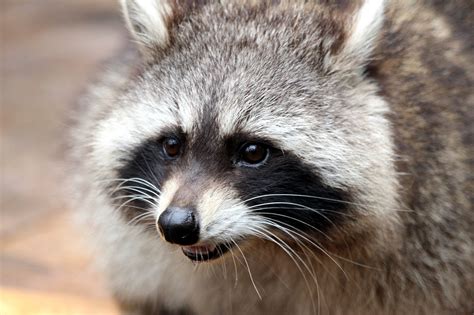 What Do Raccoons Do In The Winter Wildlife Removal Guelph
