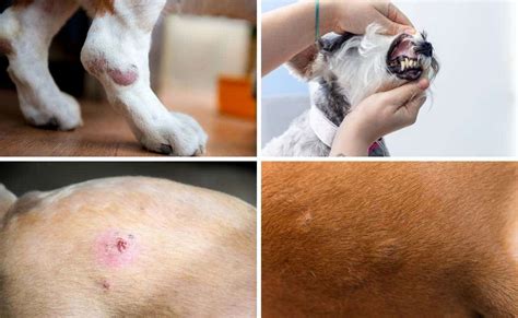 Canine Pores And Skin Most Cancers 4 Widespread Varieties Causes