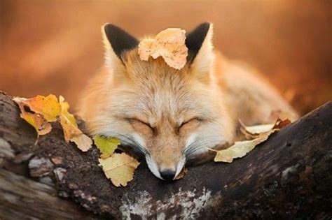 Weitere ideen zu tiere süße tiere und katzen. 25 süße Tierbilder, die einem die Laune sofort bessern ...