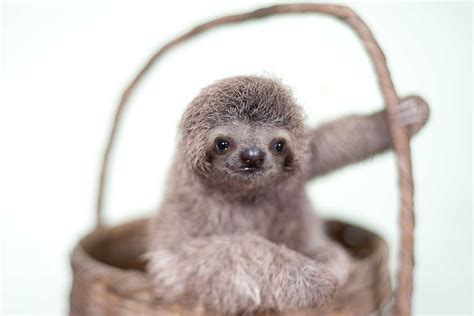 Cute Sloth Pictures Adorable Photos Of Sloths Reader S Digest