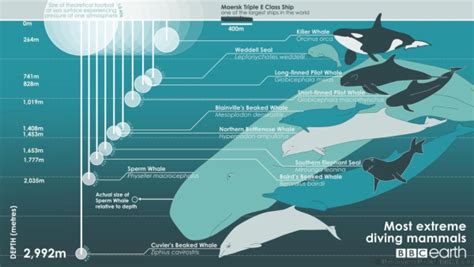 Two Beaked Whale Species Take Very Long Deep Dives For Their Size