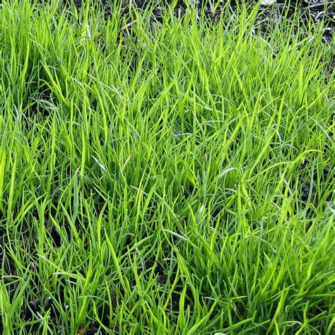 Gallery For Red Fescue Lawn