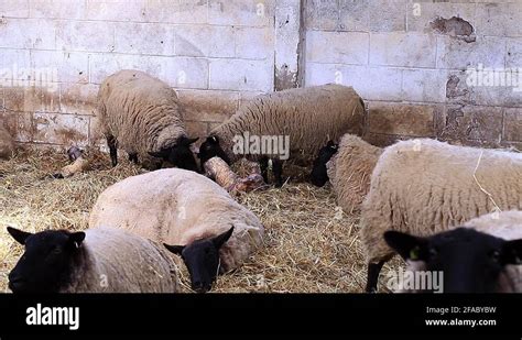 Sheep Giving Birth During Lambing Season Stock Video Footage Alamy