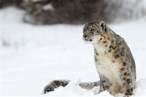 Snow Leopard Characteristics Behavior And Habitat My Animals