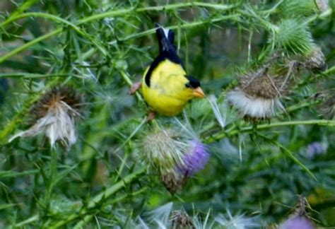 Check spelling or type a new query. How to Attract Goldfinches to Your Backyard Feeder - Dengarden