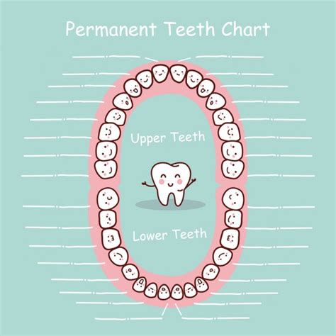 permanent teeth chart vector art stock images depositphotos
