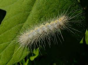 Caterpillar Yellow And Black With White Hair Bugguidenet