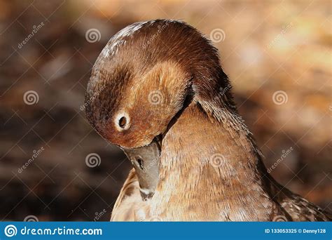 American Redhead Diving Duck Stock Image Image Of Male Duck 133053325