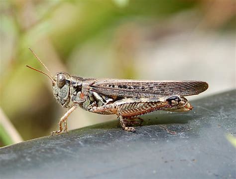 Migratory Grasshopper In New Brunswick Melanoplus Sanguinipes