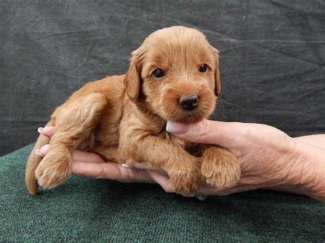 Oklahoma, texas, & california goldendoodle breeder. Miniature Goldendoodle Puppies For Sale - Pets4You.com