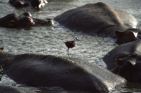 Viaggio TANZANIA I GRANDI PARCHI DEL NORD MANYARA SERENGETI E NGORONGORO TravelSoul Net