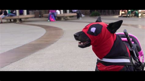 Deadpool Dog Dogpool At Ace Comic Con Phoenix Youtube