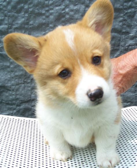 I want to surprise her with a puppy corgi this christmas. Pembroke Welsh Corgi Puppies For Sale | New Jersey 3, NJ ...