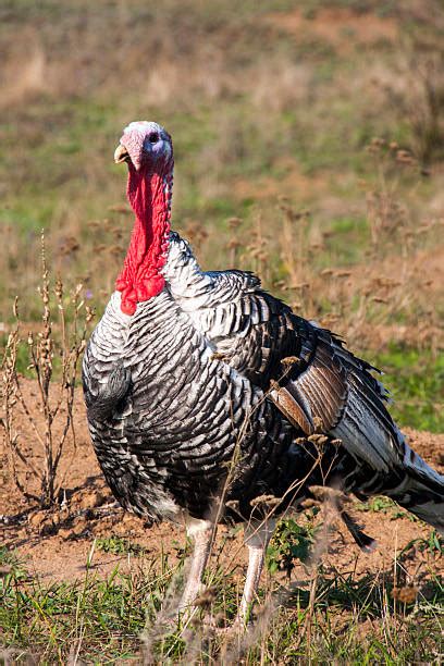 Royalty Free Live Turkey Pictures Images And Stock Photos Istock