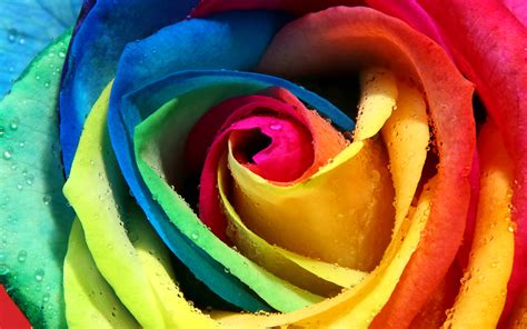 🔥 47 Rainbow Roses Wallpaper Wallpapersafari