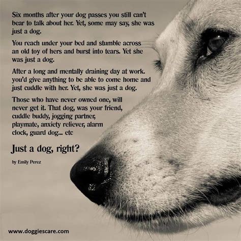 Dog Heaven And Pet Loss 10 Handpicked Ideas To Discover In Animals