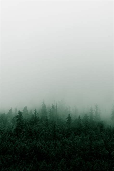 Misty Mountain Forest In The Rain Dark Green Aesthetic Fog Graphy