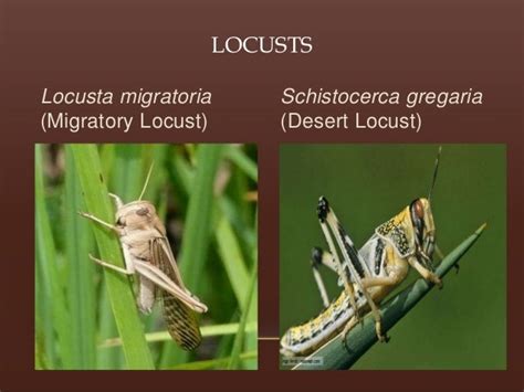Phase Variation In Locust