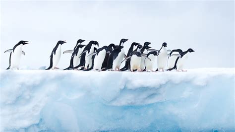 3840x2160 Penguins In Antarctica 4k Hd 4k Wallpapersimages