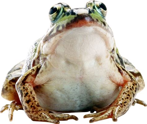 Frog Png Transparent Image Download Size 2196x1861px