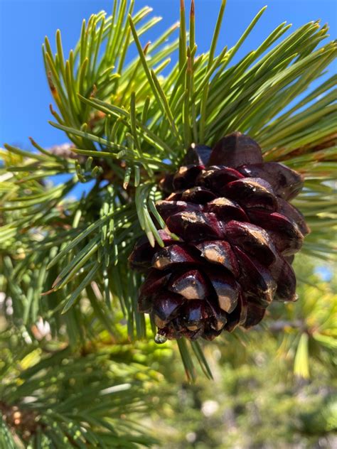 Five Needle Pine Citizen Science Monitoring Project Elfinwood Ecology