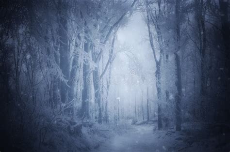 Magical Christmas Forest With Fog Stock Image Image Of Flake Realm