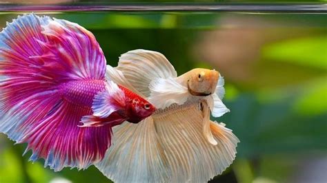 Dalam pelaksanaannya, peserta dibagi ke. Ingin Mulai Pelihara Ikan Cupang? Perhatikan 3 Tips ...