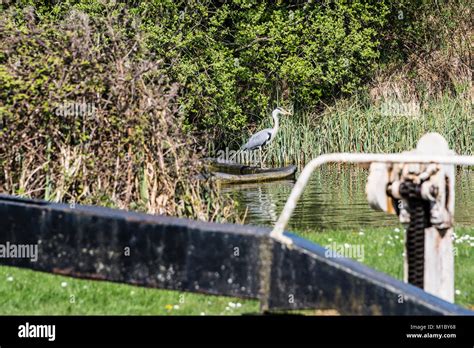 A Grey Heron Ardea Cinerea At Caen Hill Locks With A Lock In The