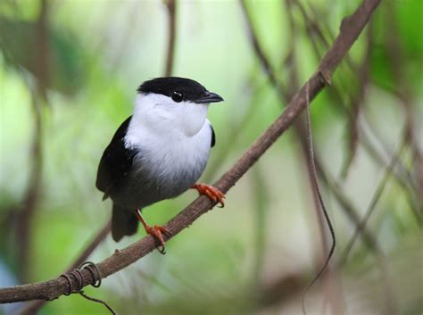 Conheça Os Pássaros Brasileiros E Veja As Curiosidades Guia Animal
