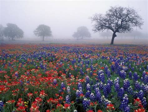 1920x1080px 1080p Free Download Foggy Field Of Flowers Red Blue