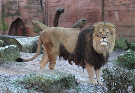 Barbary Lion Panthera Leo Leo Afrika Sambesi Zoochat