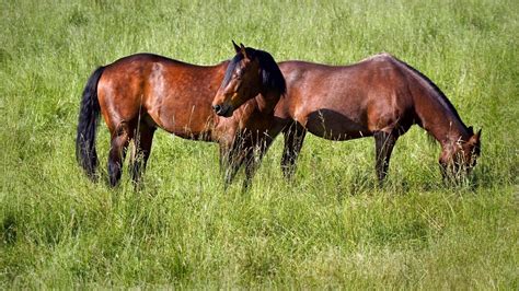 Gras Voor Paarden Waarom Het Essentieel Is En De Verschillende Soorten