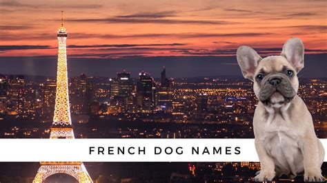 Are You A Francophile With A New Fur Baby Whether Youve Adopted A