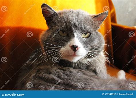 Portrait Of A Cat Grey Cat With Green Eyes Stock Image Image Of Golden Care 137949397
