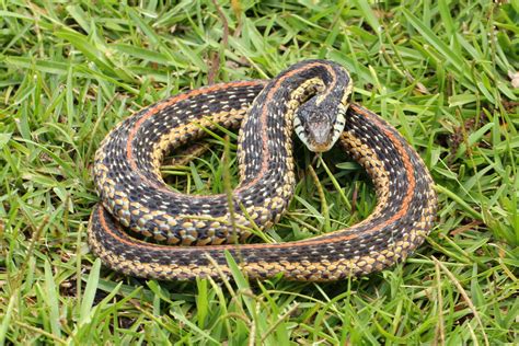 Green Baby Garter Snake
