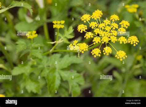Parsnips Flowering Hi Res Stock Photography And Images Alamy