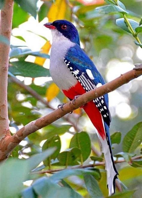 Cuban Trogan Priotelus Temnurus Most Beautiful Birds Pretty Birds