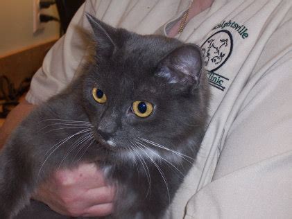 Fvrcp is what veterinarians often call the feline distemper vaccine. Vaccines | Knightsville Veterinary Clinic