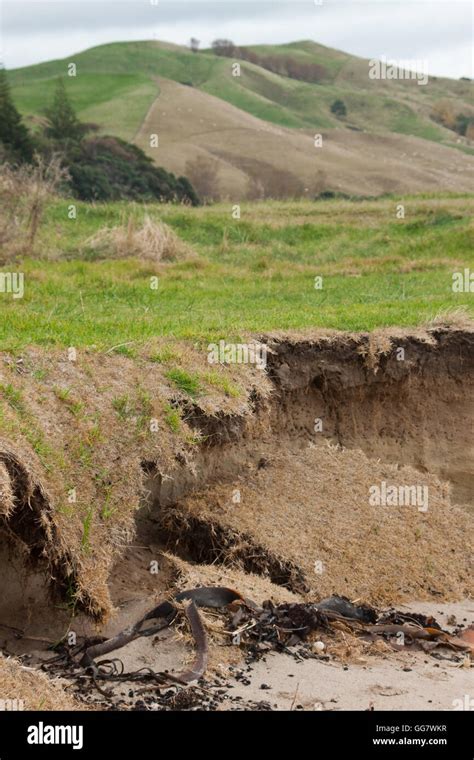 Unedited True Life Image Of Coastal Erosion Gisborne New Zealand Stock